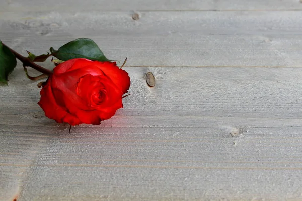 Rosa Roja Con Tallo Hojas Espinas Sobre Fondo Madera —  Fotos de Stock