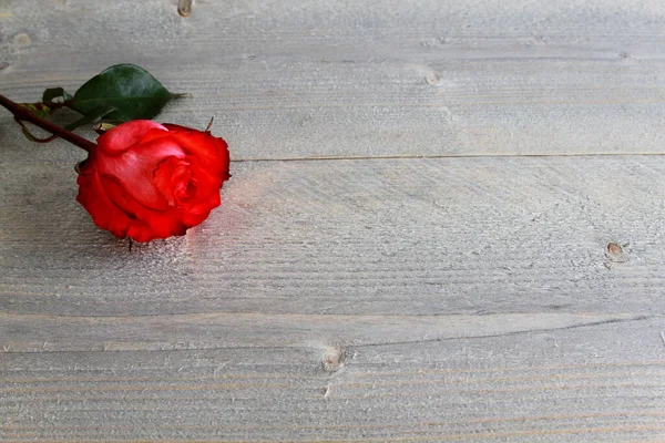 Rosa Roja Con Tallo Hojas Espinas Sobre Fondo Madera —  Fotos de Stock