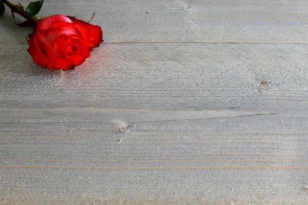 Rose Rouge Avec Tige Feuilles Épines Sur Fond Bois — Photo