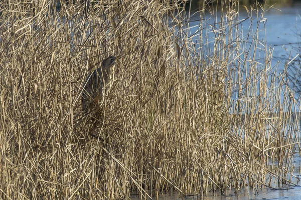 Rohrdommel Versteckt Sich Schilf — Stockfoto