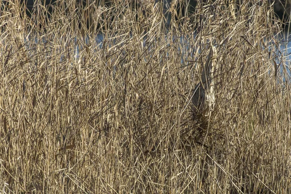 Rohrdommel Versteckt Sich Schilf — Stockfoto