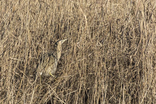 Rohrdommel Versteckt Sich Schilf — Stockfoto