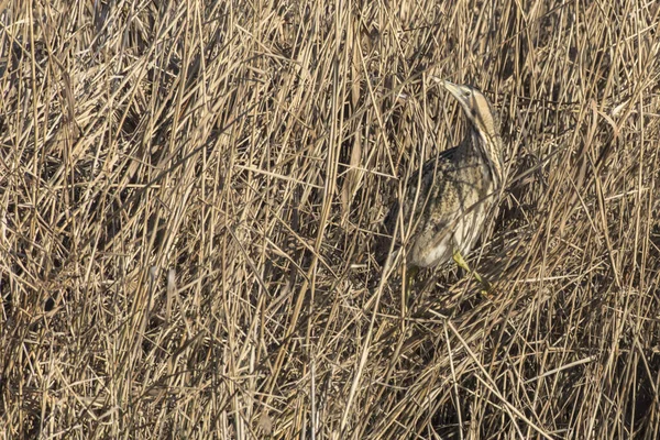 Rohrdommel Versteckt Sich Schilf — Stockfoto