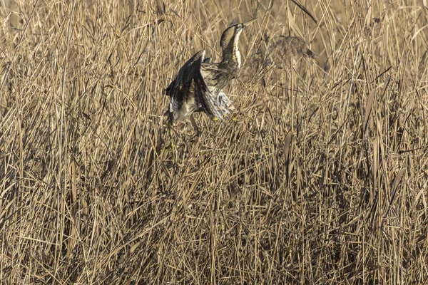 Vacker Utsikt Över Vacker Fågel Naturen — Stockfoto