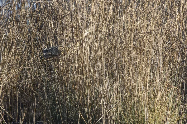 Roerdomp Het Riet Verstopt — Stockfoto