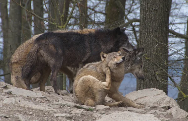 Schilderachtig Uitzicht Wilde Wolf Natuur — Stockfoto