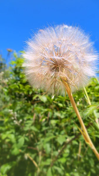 Dandelion Wiosną Przed Głębokim Błękitnym Niebem — Zdjęcie stockowe