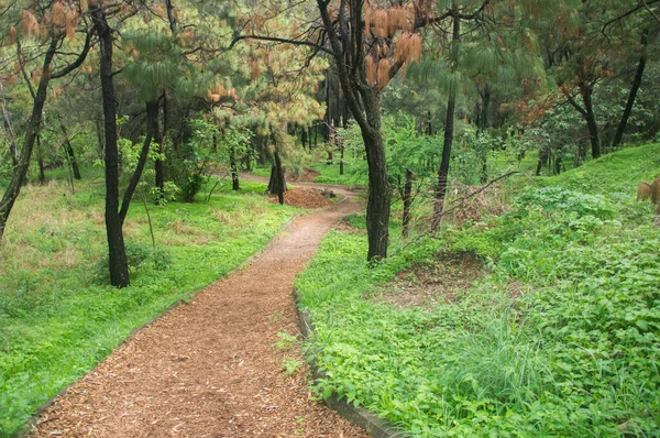 Caminho Entre Árvores Meio Floresta — Fotografia de Stock