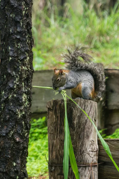 Animale Scoiattolo Roditore Adorabile — Foto Stock