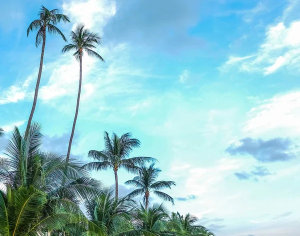 Tayland Koh Samui Sinde Hindistan Cevizi Palmiyesi Ağacı — Stok fotoğraf