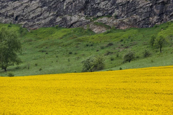 Teufelsmauer Met Gele Verkrachting Veld Hars — Stockfoto