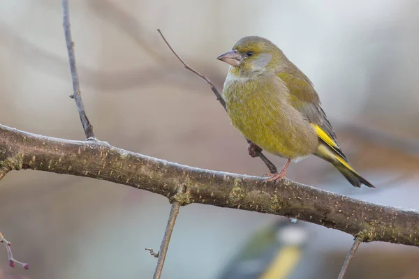 Malerischer Blick Auf Schöne Süße Finkenvogel — Stockfoto