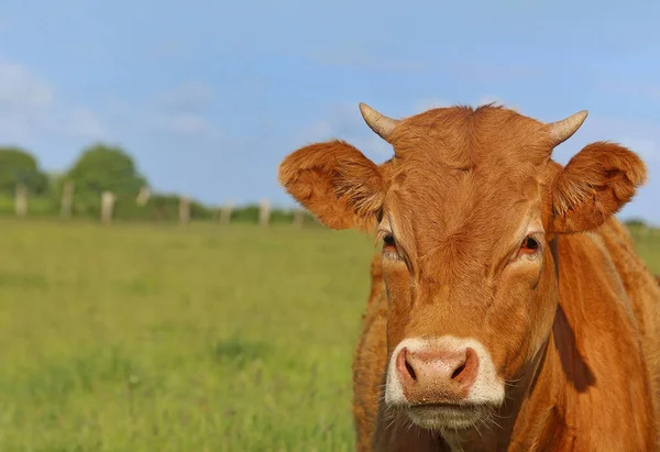 Ganado Doméstico Pasto — Foto de Stock