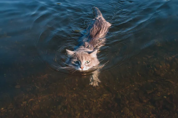 灰胡子猫漂浮在河上 在夕阳的光 — 图库照片