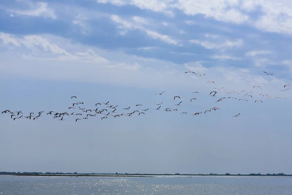 Flock Pink Flamingos Flying Delta Del Italy Panorama Nature — Photo