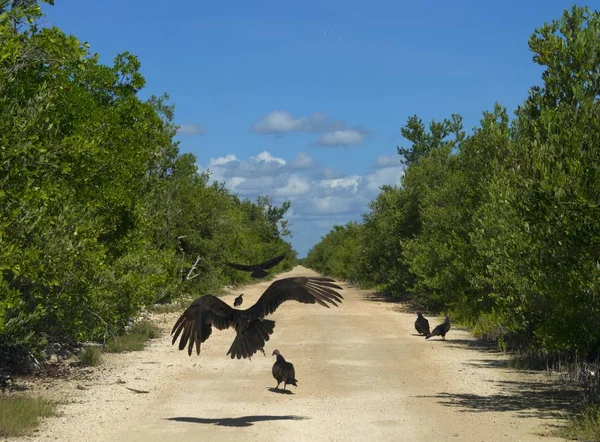 Cuba Geyer Playa Larga Birds Road Black — 图库照片