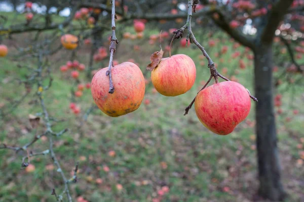 Pommes Rouges Gris Novembre Sur Pommier — Photo
