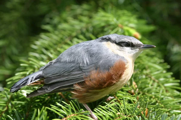 Scenic View Beautiful Bird Nature — Stock Photo, Image