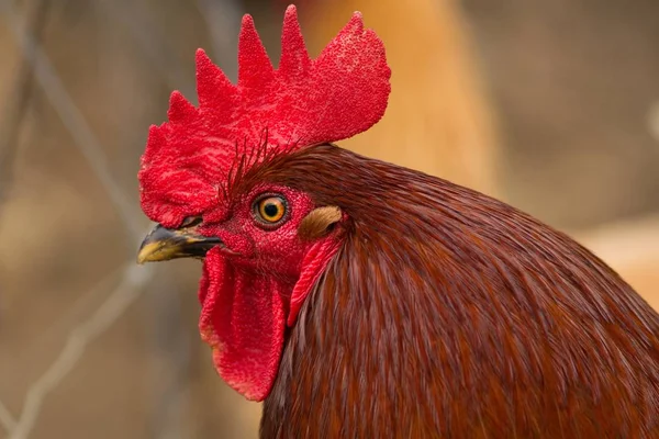 Červená Dům Hahn Červená Péro — Stock fotografie