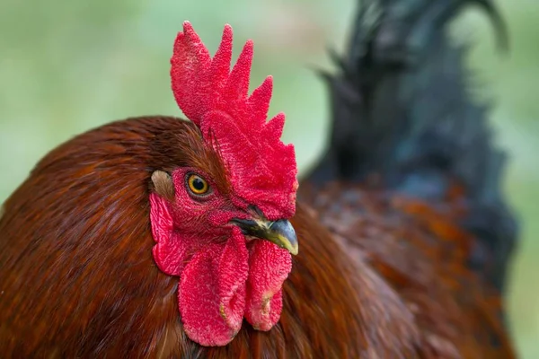 Vörös Ház Hahn Piros Kakas — Stock Fotó