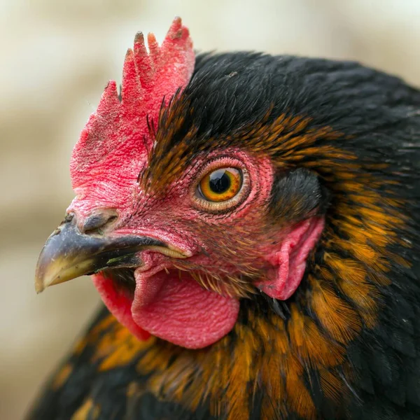 Gallina Casa Nera Pollo Nero — Foto Stock