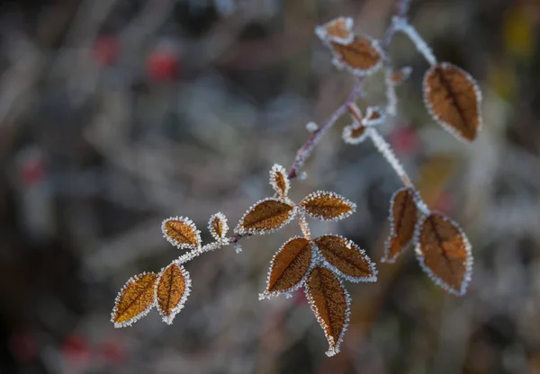 Vista Uma Cena Inverno — Fotografia de Stock