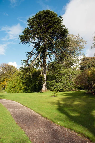 Araucaria Arcana Árbol Rompecabezas Monos — Foto de Stock