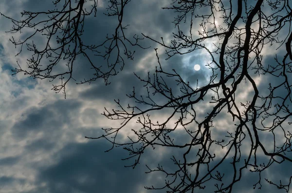 冬天的满月透过老橡树光秃秃的枝条发出光芒 — 图库照片
