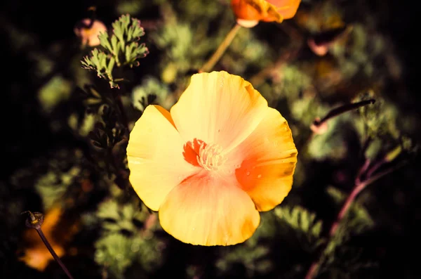 Flores Amarelas Pétalas Flora Folhagem — Fotografia de Stock