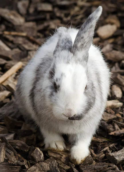 Білий Ходьба Милий Кролик — стокове фото