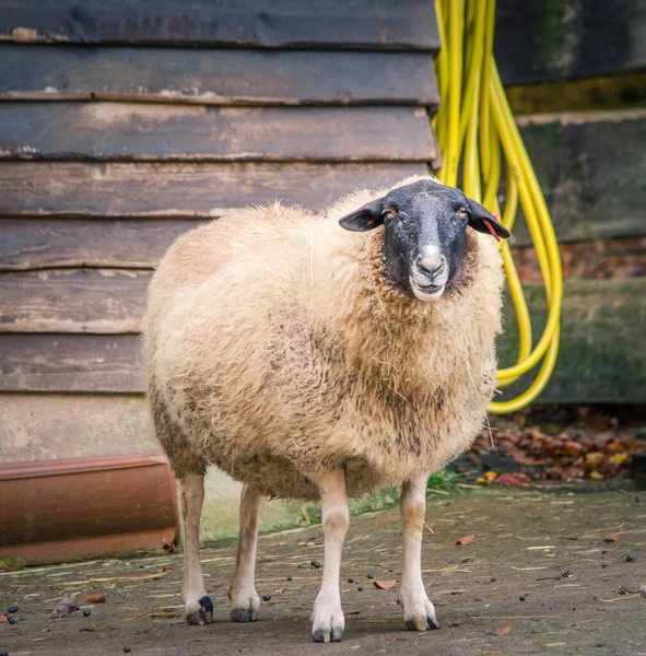 Landschaftlicher Blick Auf Die Landwirtschaft Selektiver Fokus — Stockfoto