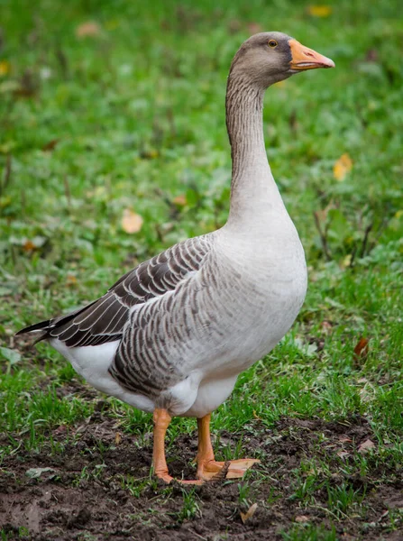 Aussichtsreiche Aussicht Auf Schöne Vögel Der Natur — Stockfoto