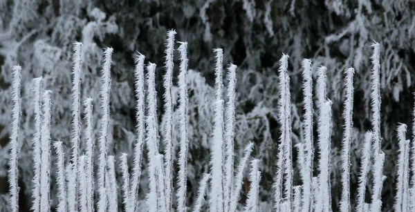 Cristaux Glace Sur Brousse — Photo