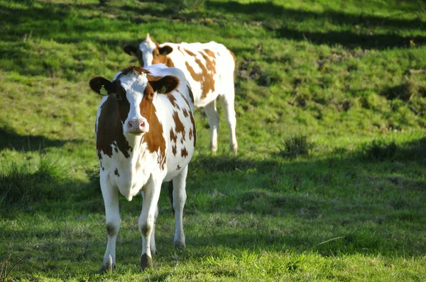 Cows Meadow — Stock Photo, Image