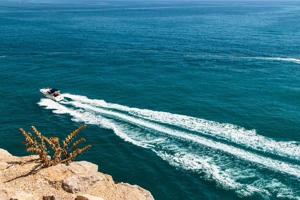 Pflanze Der Klippe Der Küste Mit Dem Meer Hintergrund Horizontales — Stockfoto