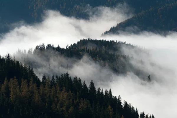 Morgennebel Über Einem Wald Den Ostalpen — Stockfoto