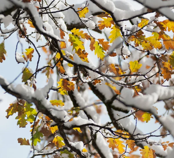 Congeler Les Feuilles Automne Chêne — Photo