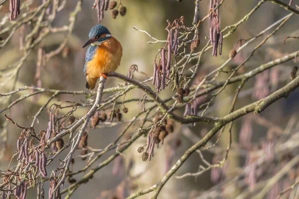 Closeup View Kingfisher Bird Wild Life — Stock Photo, Image