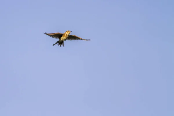 Vista Hermoso Pájaro Naturaleza — Foto de Stock