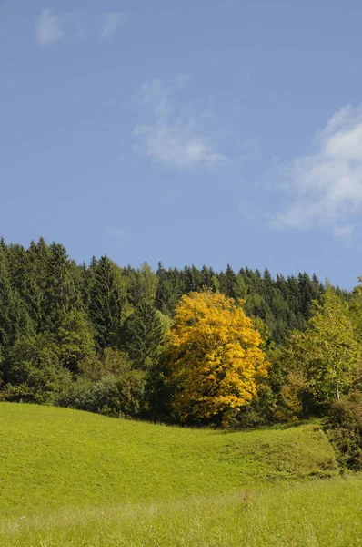 Bos Weide Natuur Landschap Herfstlente Zillertal Oostenrijk Boom Bomen Bos — Stockfoto
