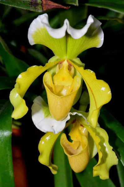 Beautiful Orchid Flowers Bloom — Stock Photo, Image