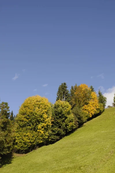 Bosque Prado Naturaleza Paisaje Primavera Otoño Zillertal Austria Árbol Árboles — Foto de Stock