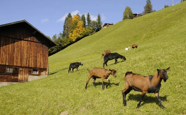 Chèvre Pâturage Prairie Chèvre Montagne Aumône Almwiese Animal Pâturage Alpage — Photo