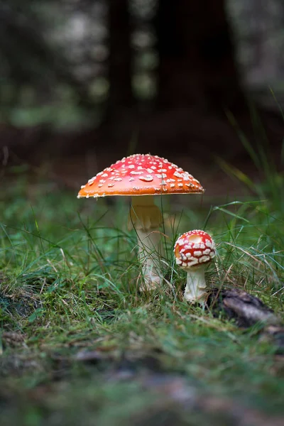 Eine Gruppe Rotweißer Fliegenpilze Wald — Stockfoto