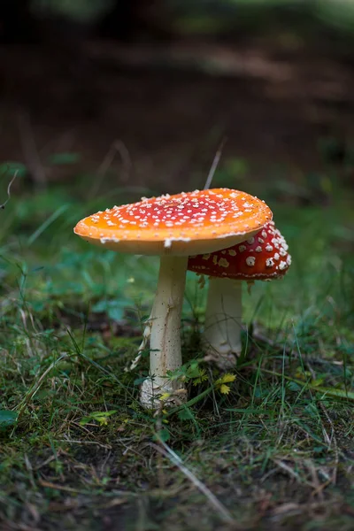 Group Red White Toadstools Forest — Photo