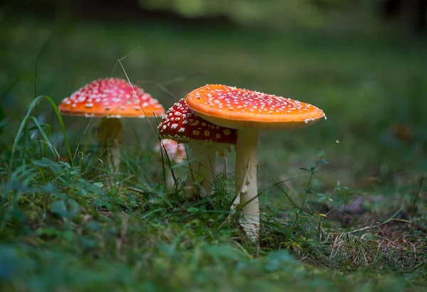 Grupo Panelas Vermelhas Brancas Floresta — Fotografia de Stock