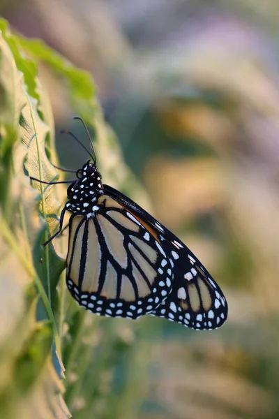 Witte Zwarte Vlinder Detail — Stockfoto