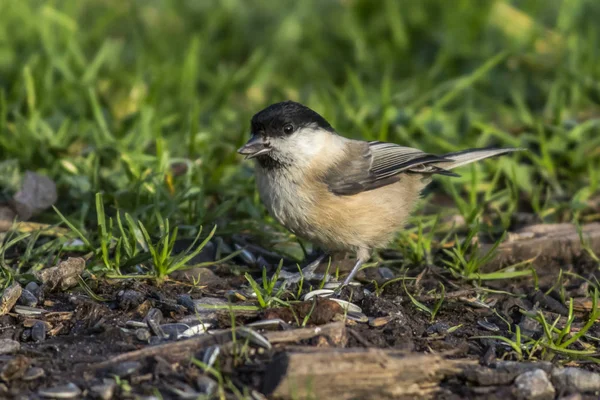 Tit Pantano Busca Comida — Foto de Stock