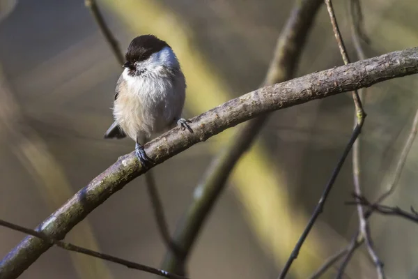 Marais Tit Recherche Nourriture — Photo