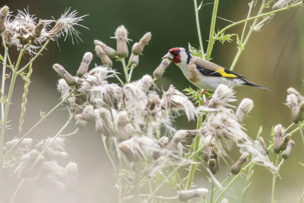 Vacker Utsikt Över Vacker Fågel Naturen — Stockfoto